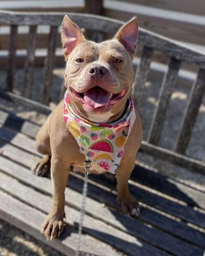Enlarge Artemis, a Adoptable mixed breed in Washington, DC image 2/3
