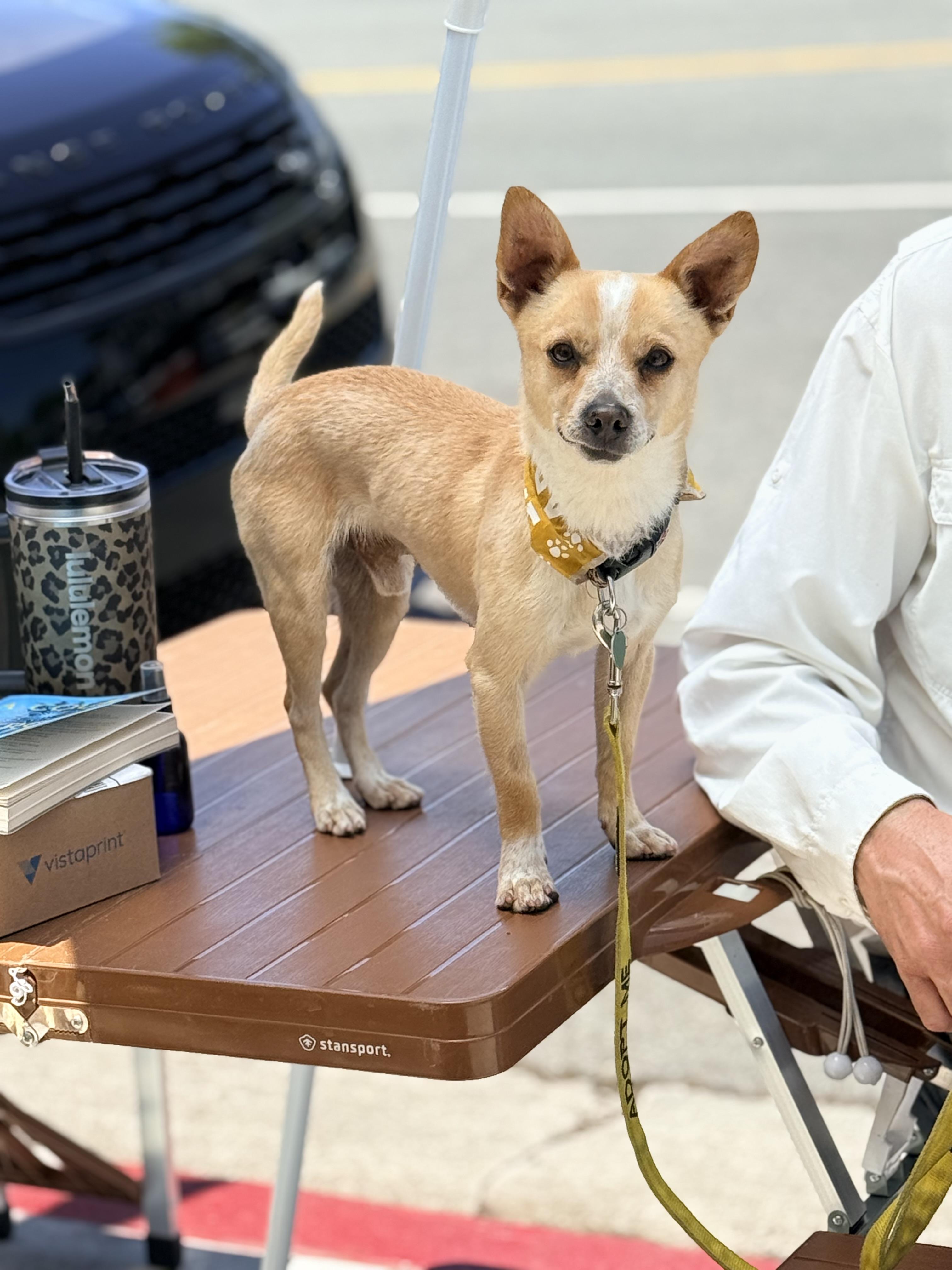DIEGO, ADOPTABLE, Adult Male Chiweenie & Fox Terrier.