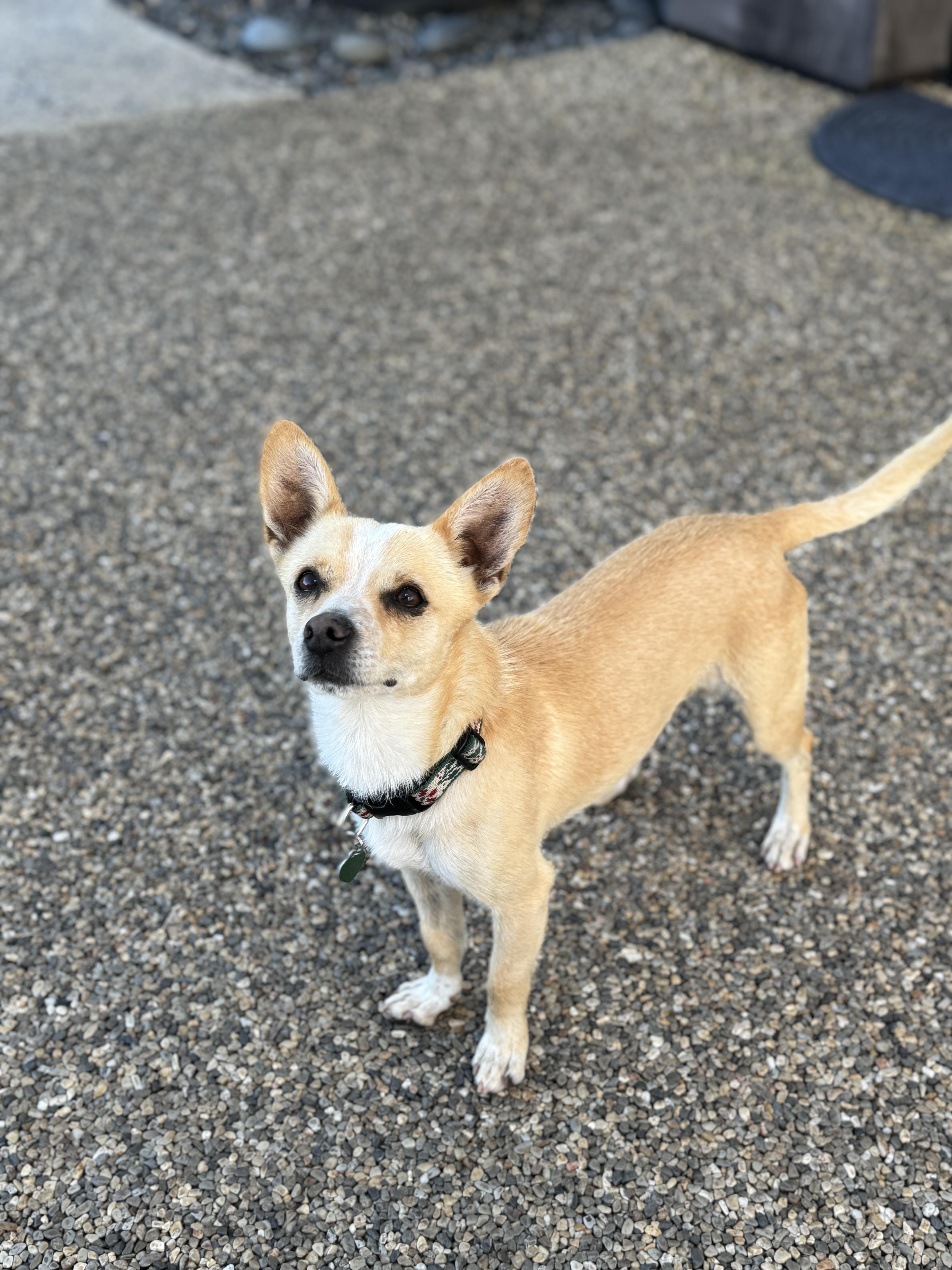 DIEGO, a ADOPTABLE mixed breed in los angeles, CA image 1/6