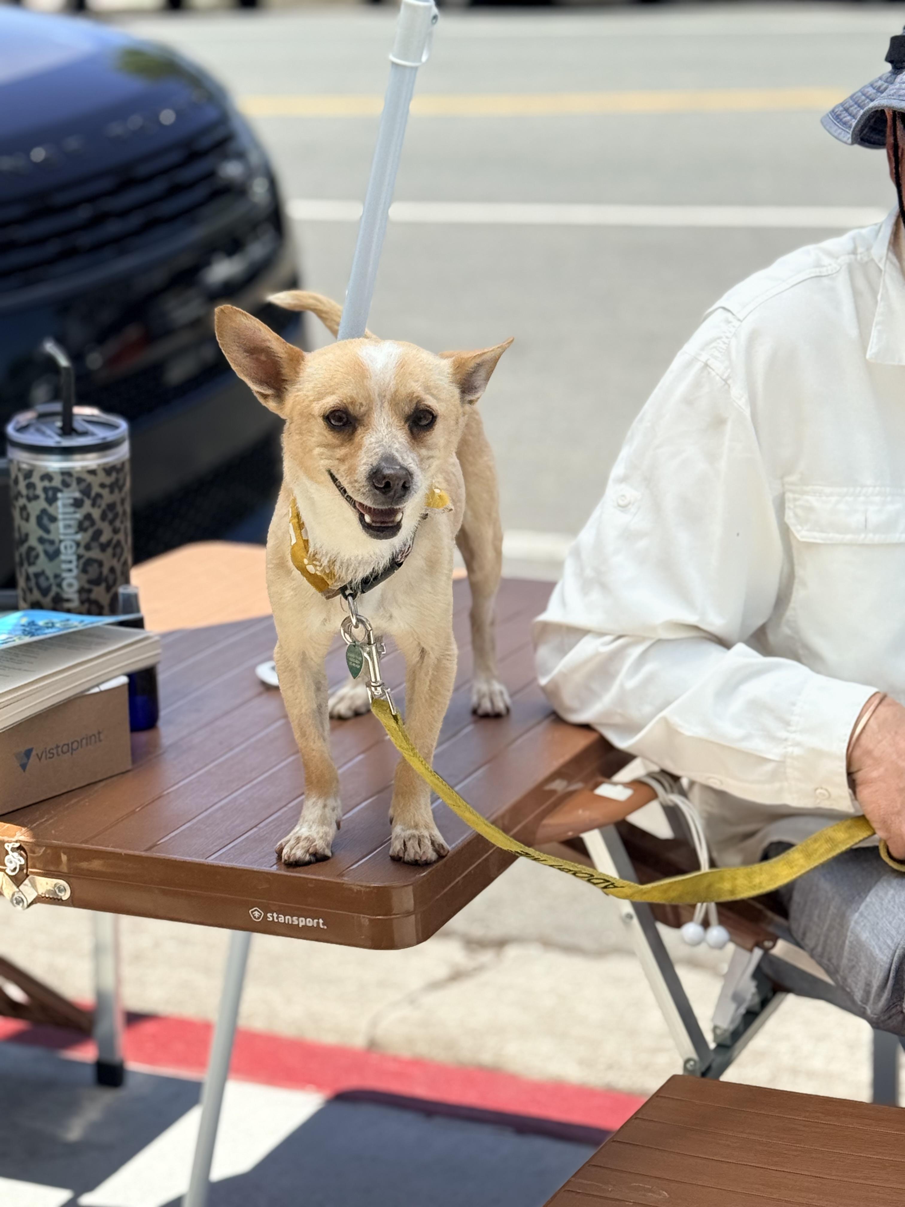 DIEGO, a ADOPTABLE mixed breed in los angeles, CA image 3/6