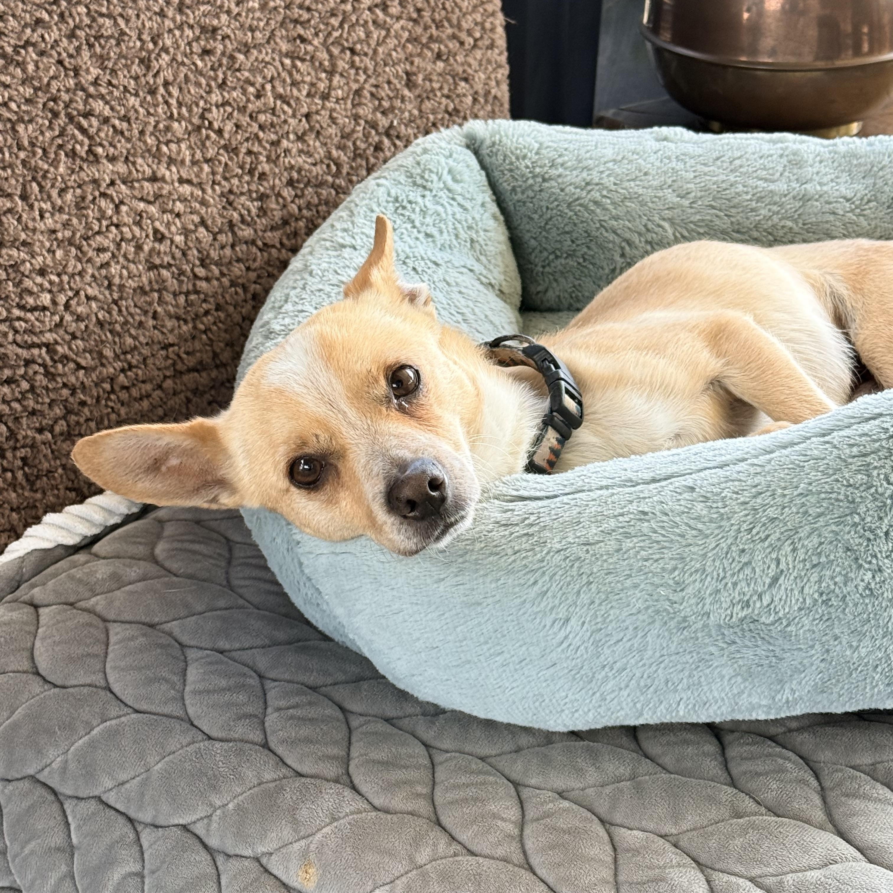DIEGO, a ADOPTABLE mixed breed in los angeles, CA image 6/6
