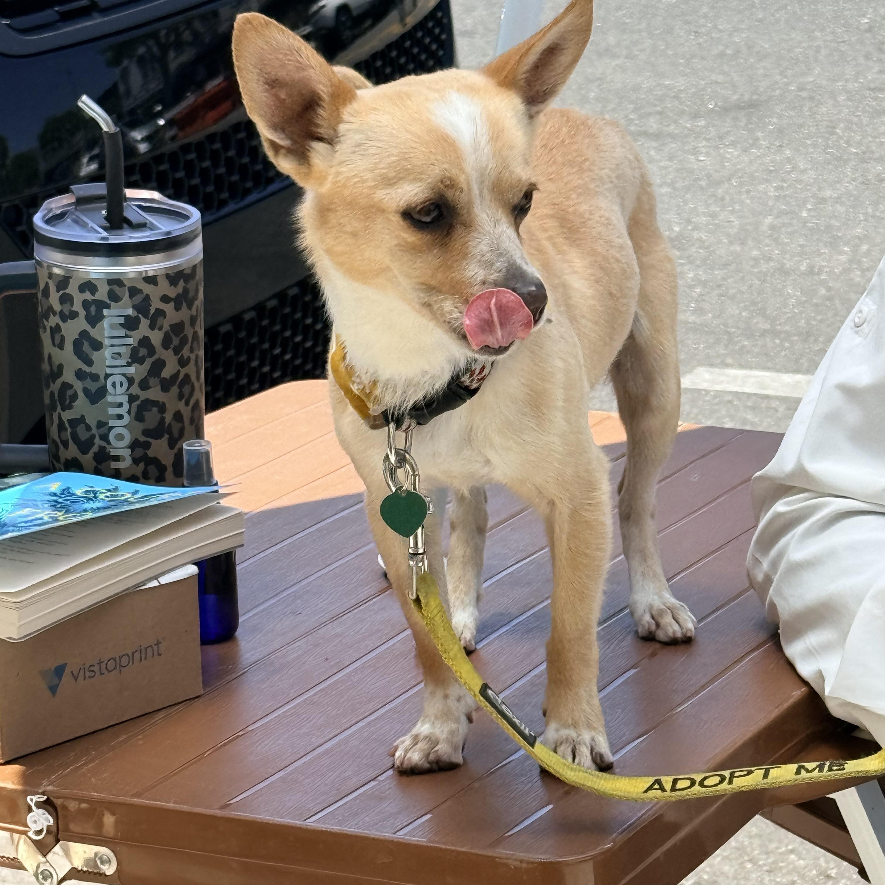 DIEGO, a ADOPTABLE mixed breed in los angeles, CA image 4/6