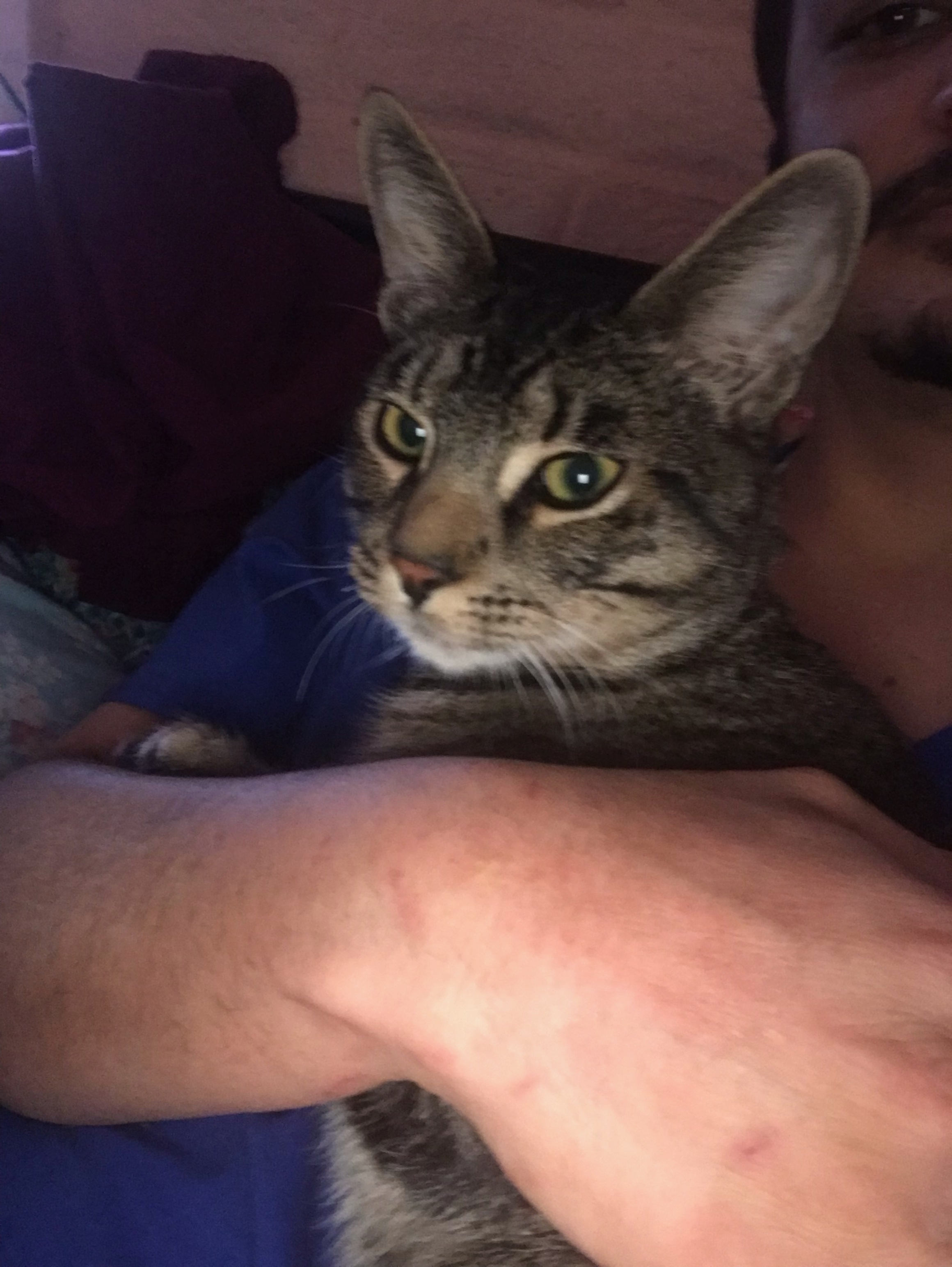 Simba