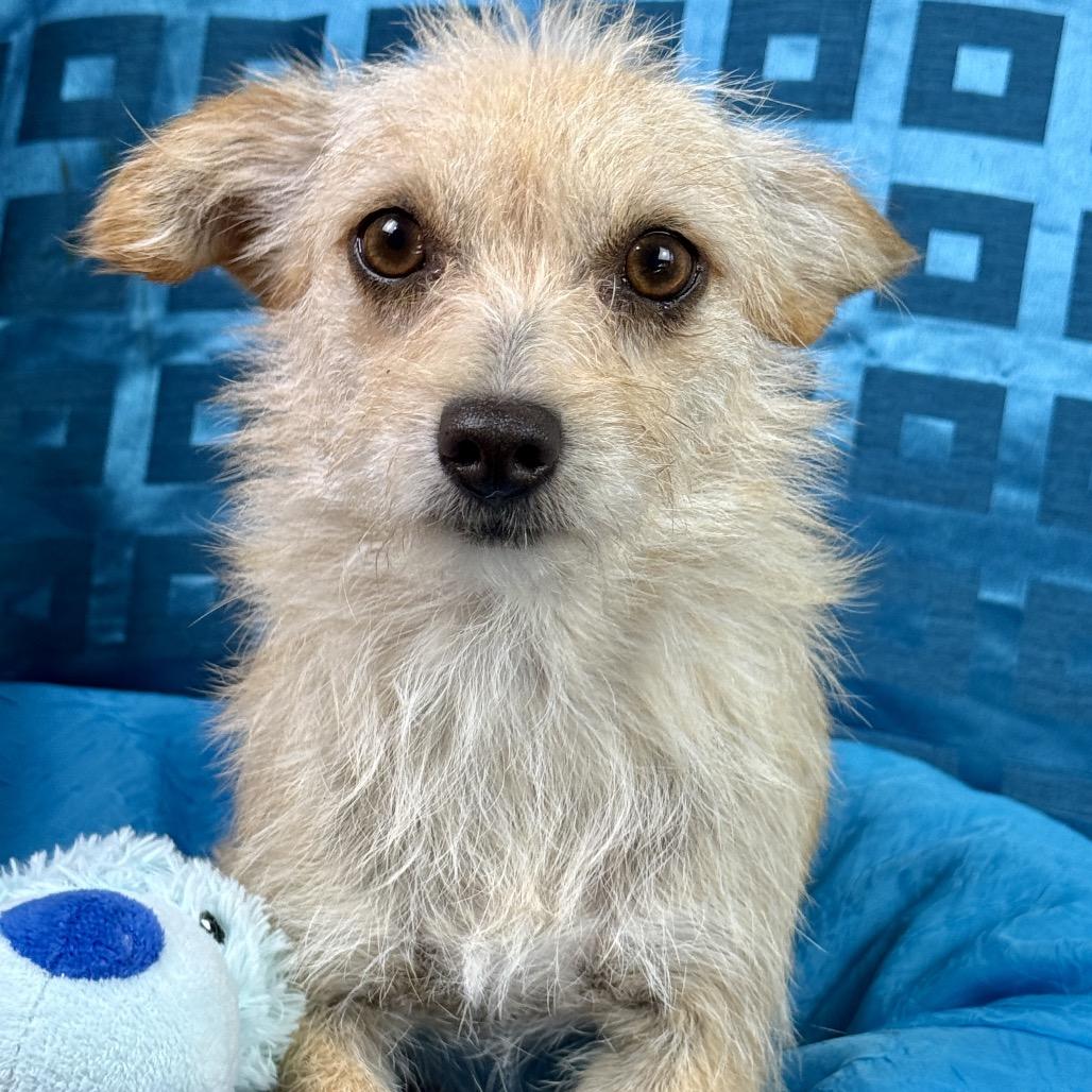 Enlarge Martini, an adopted mixed breed in Chelsea, MI image 1/4