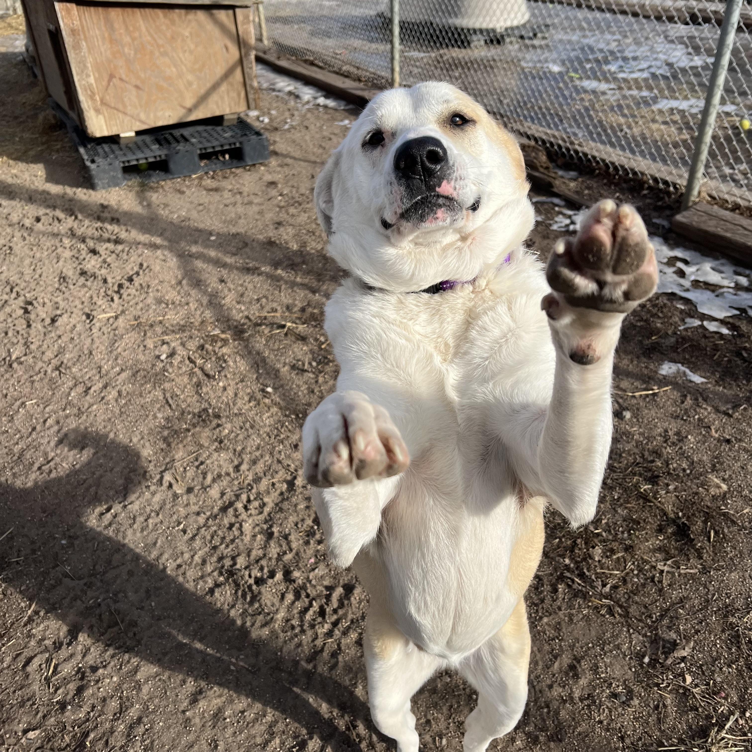 Gretel **NO FEE** (Sponsored by Hawkins Chevrolet) , a Adoptable mixed breed in Fairmont, MN image 5/6