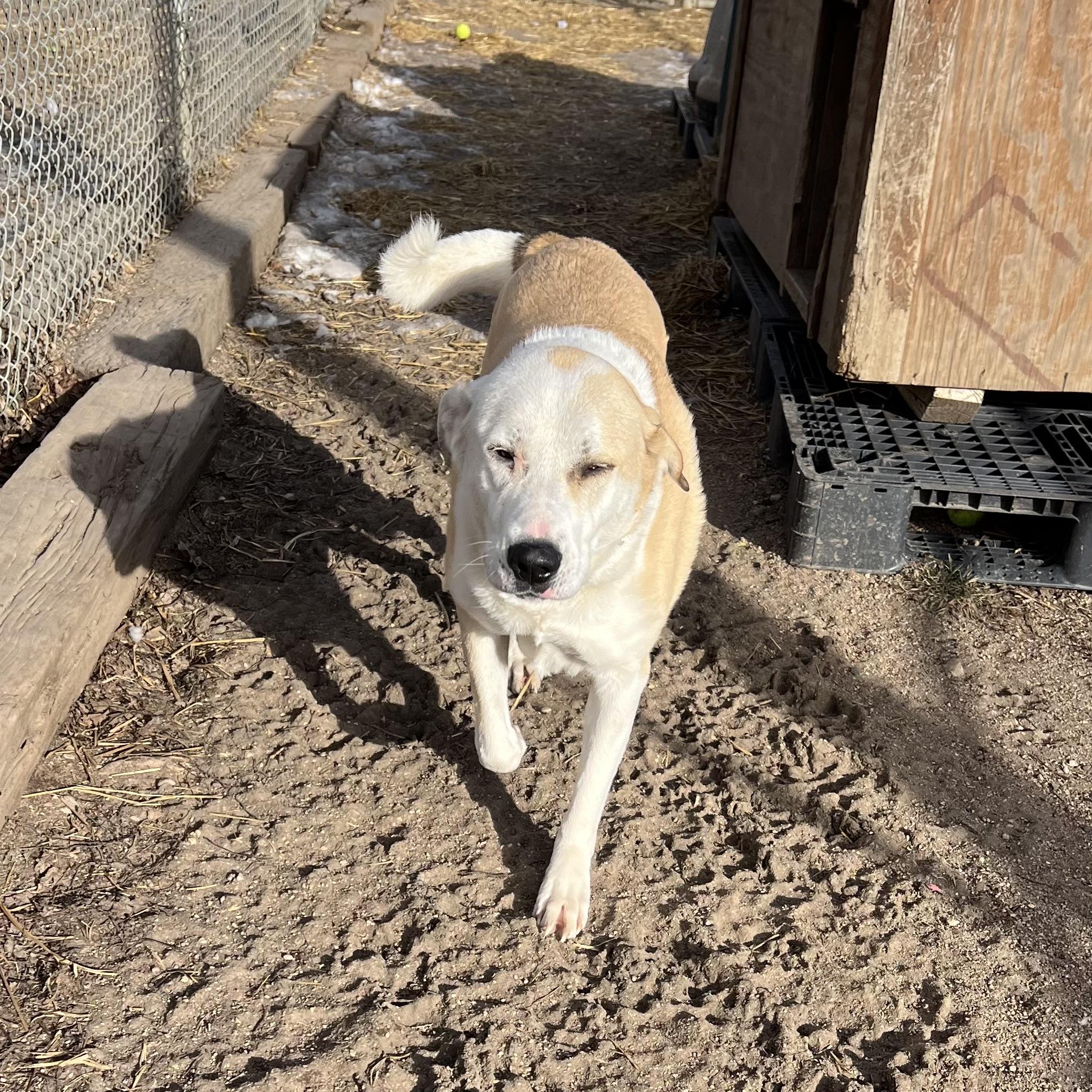 Gretel **NO FEE** (Sponsored by Hawkins Chevrolet) , a Adoptable mixed breed in Fairmont, MN image 4/6