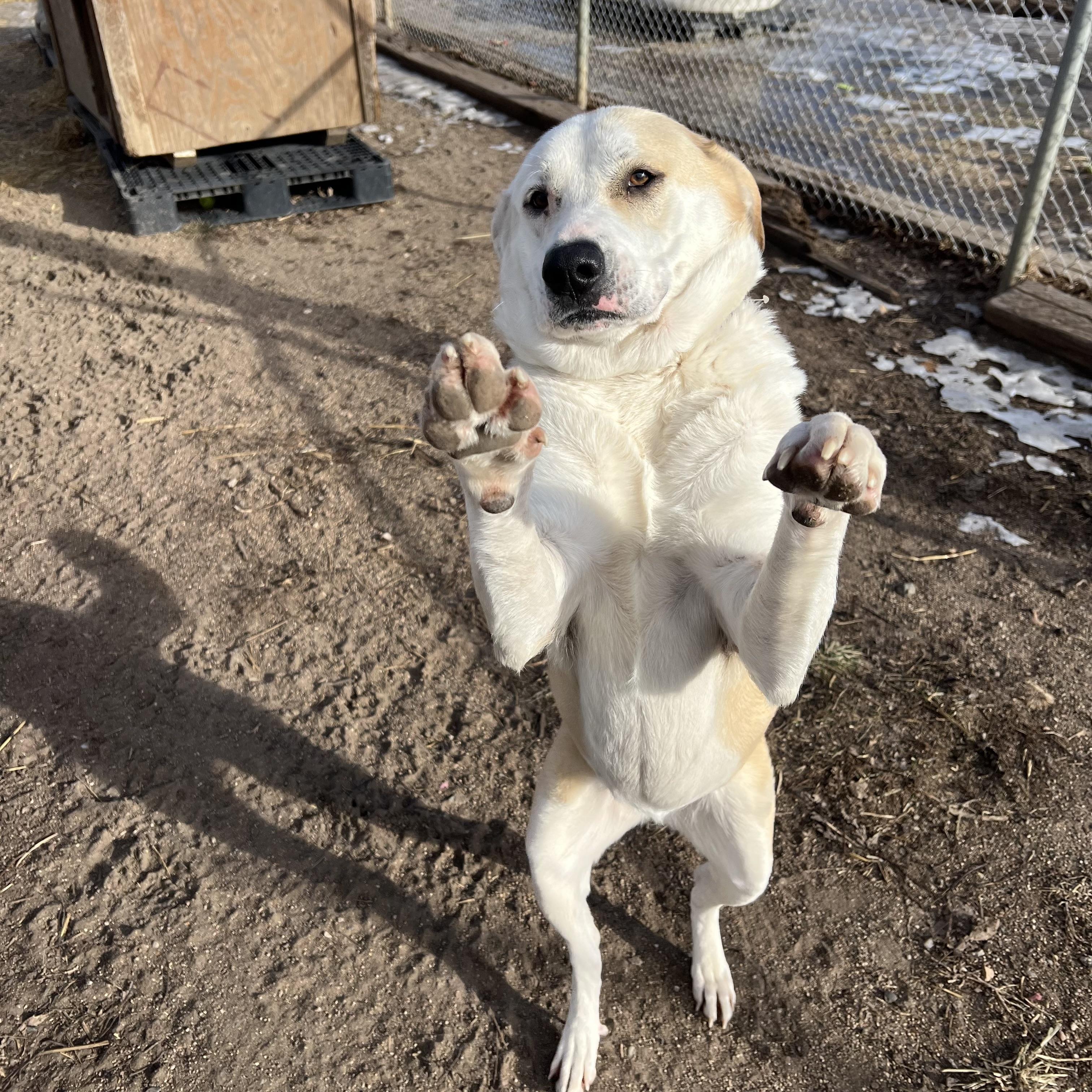 Gretel **NO FEE** (Sponsored by Hawkins Chevrolet) , a Adoptable mixed breed in Fairmont, MN image 1/6