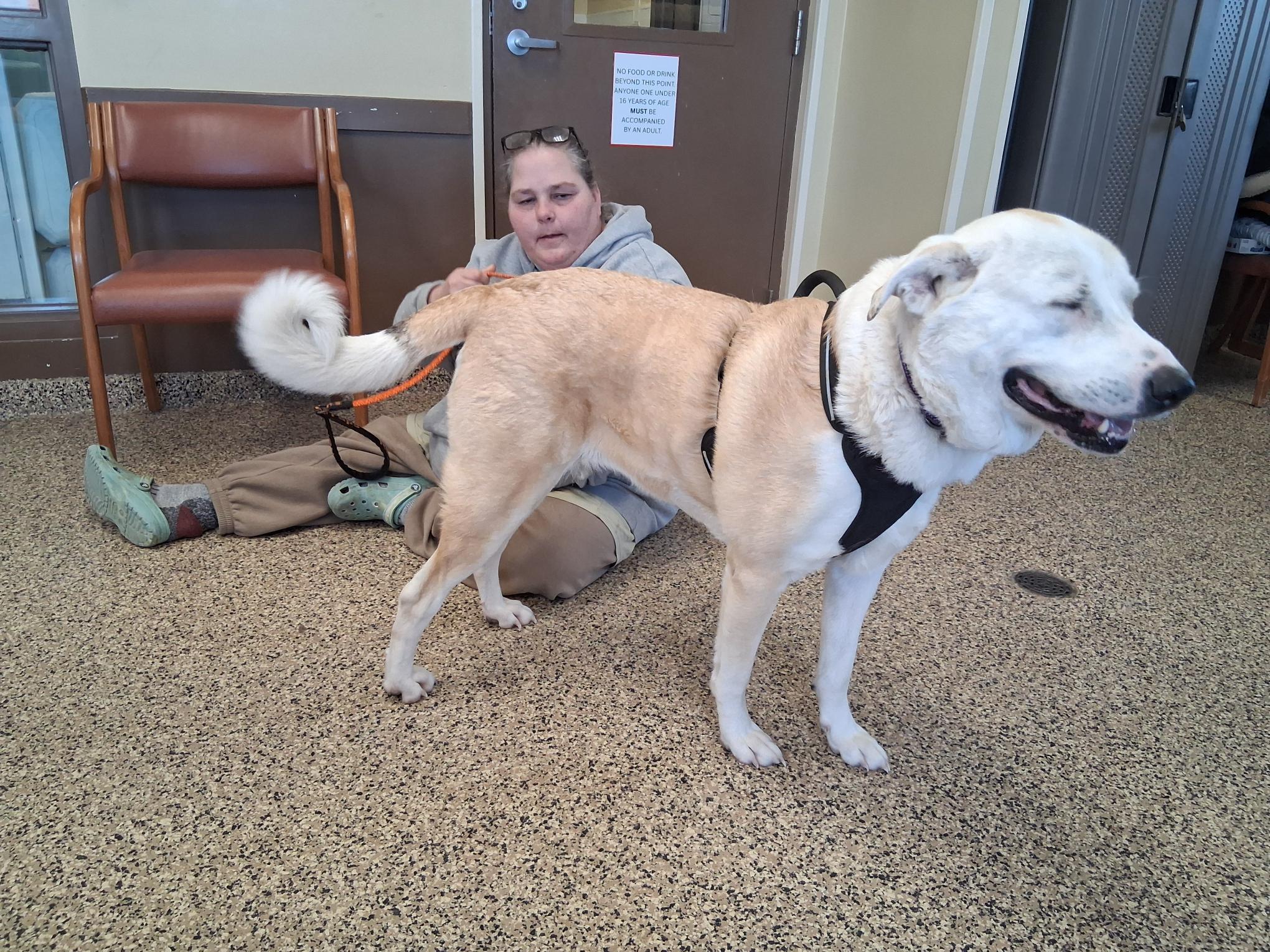 Gretel **NO FEE** (Sponsored by Hawkins Chevrolet) , a Adoptable mixed breed in Fairmont, MN image 6/6