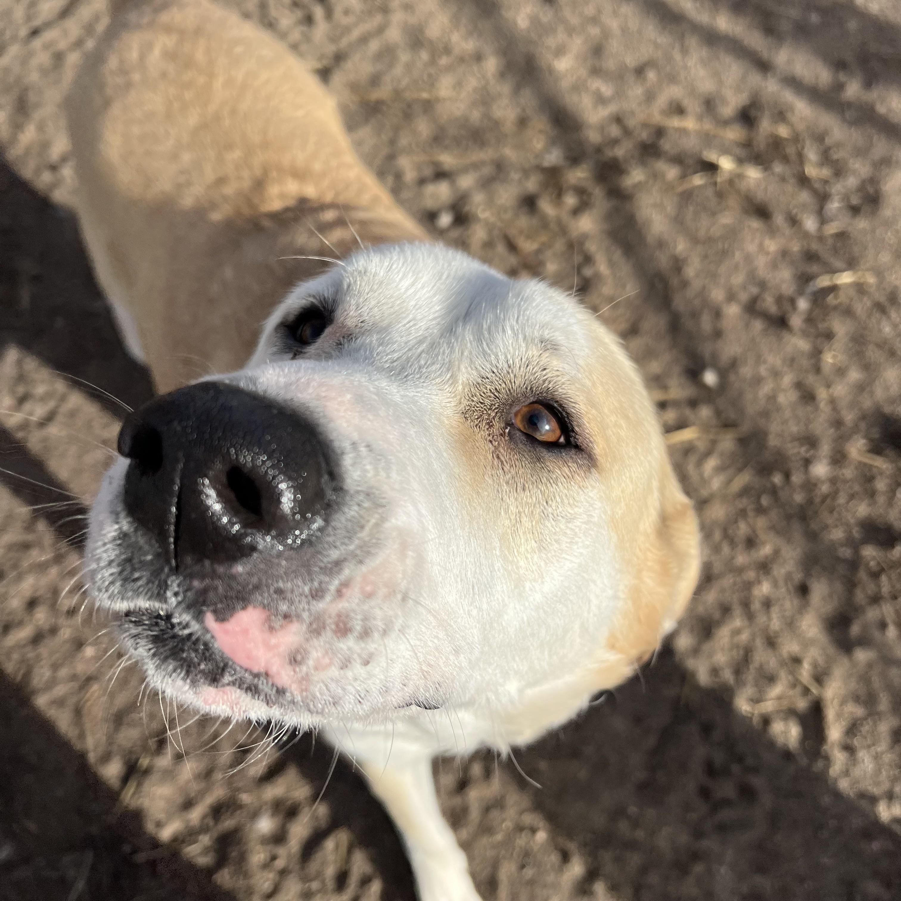 Gretel **NO FEE** (Sponsored by Hawkins Chevrolet) , a Adoptable mixed breed in Fairmont, MN image 3/6