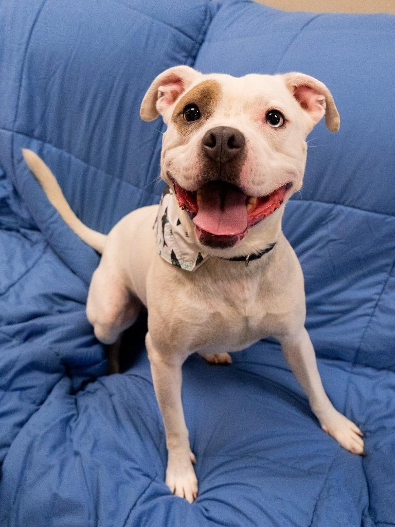 Spot, a Adoptable Pit Bull Terrier in Christiansburg, VA image 2/6