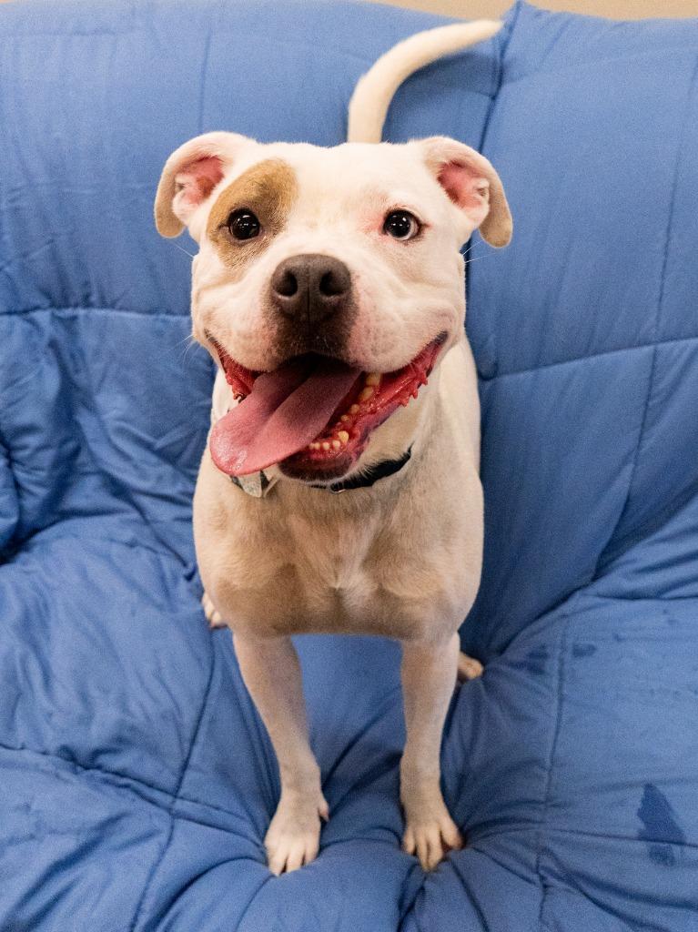 Spot, a Adoptable Pit Bull Terrier in Christiansburg, VA image 3/6