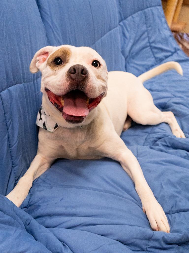 Spot, a Adoptable Pit Bull Terrier in Christiansburg, VA image 5/6