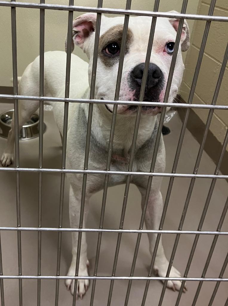 Spot, a Adoptable Pit Bull Terrier in Christiansburg, VA image 6/6