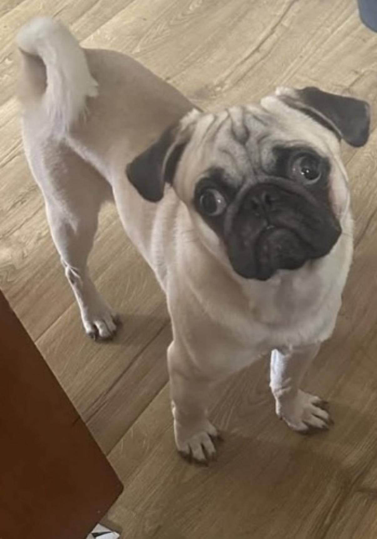 Enlarge Milow, a Adoptable Pug in Ottawa, IL image 4/6