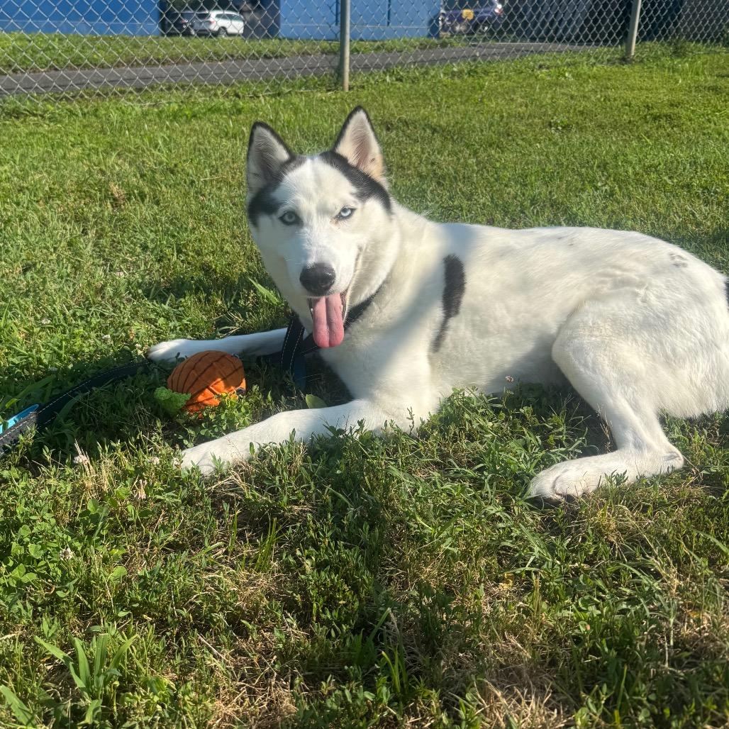 Enlarge Luna, a Adoptable Husky in Wilmington, DE image 3/6