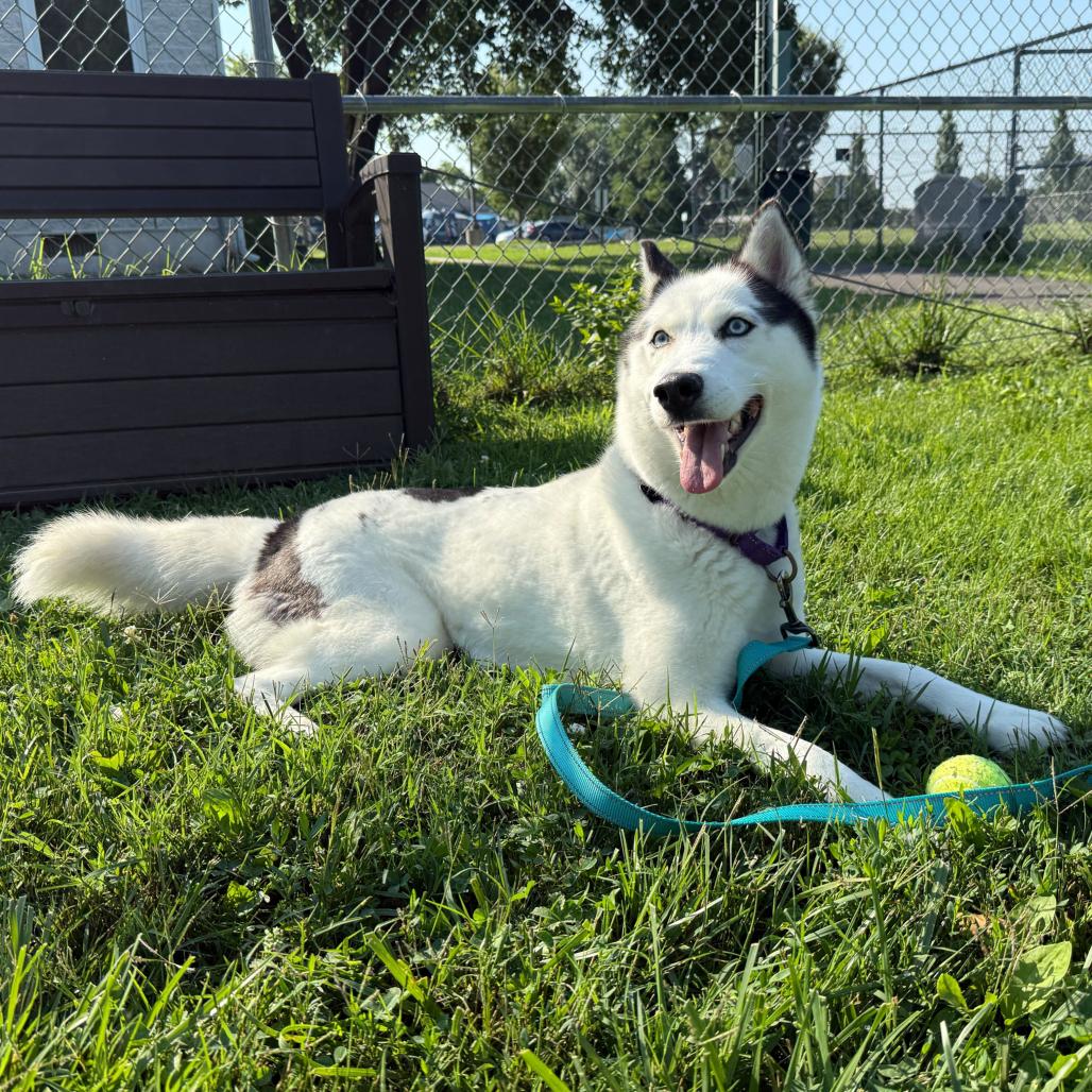 Enlarge Luna, a Adoptable Husky in Wilmington, DE image 5/6