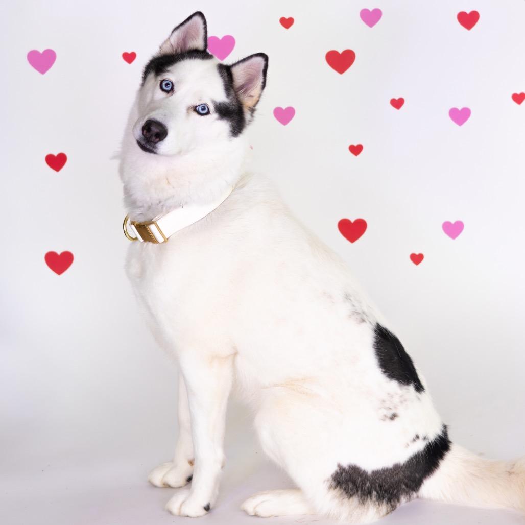 Enlarge Luna, a Adoptable Husky in Wilmington, DE image 6/6