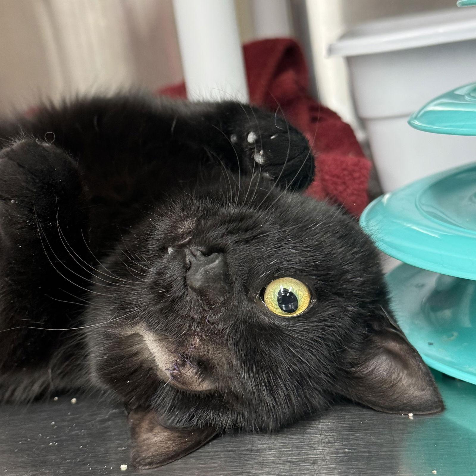 Enlarge Clarice, a Adoptable Domestic Short Hair in Winchendon, MA image 1/3