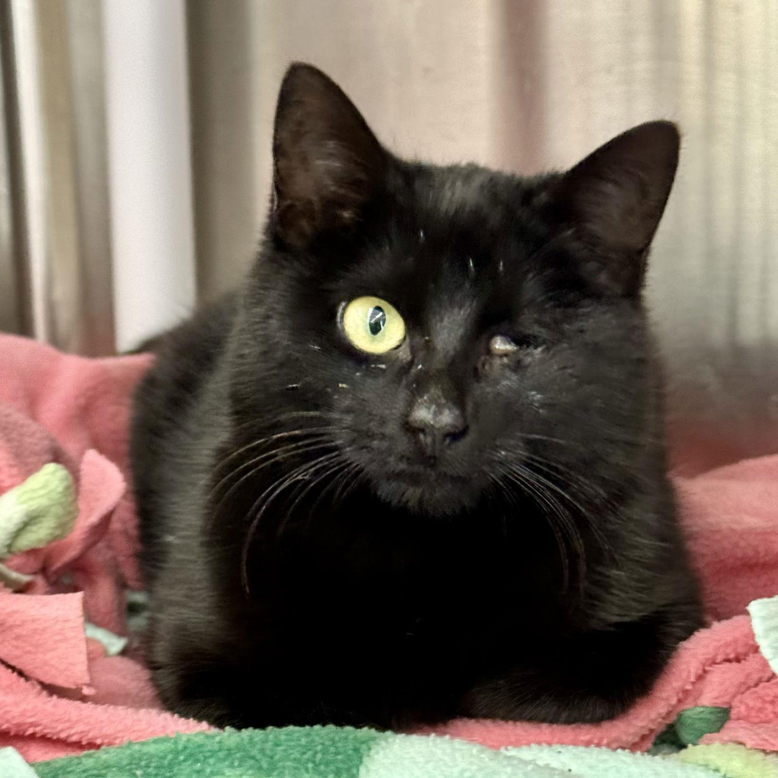 Enlarge Clarice, a Adoptable Domestic Short Hair in Winchendon, MA image 3/3