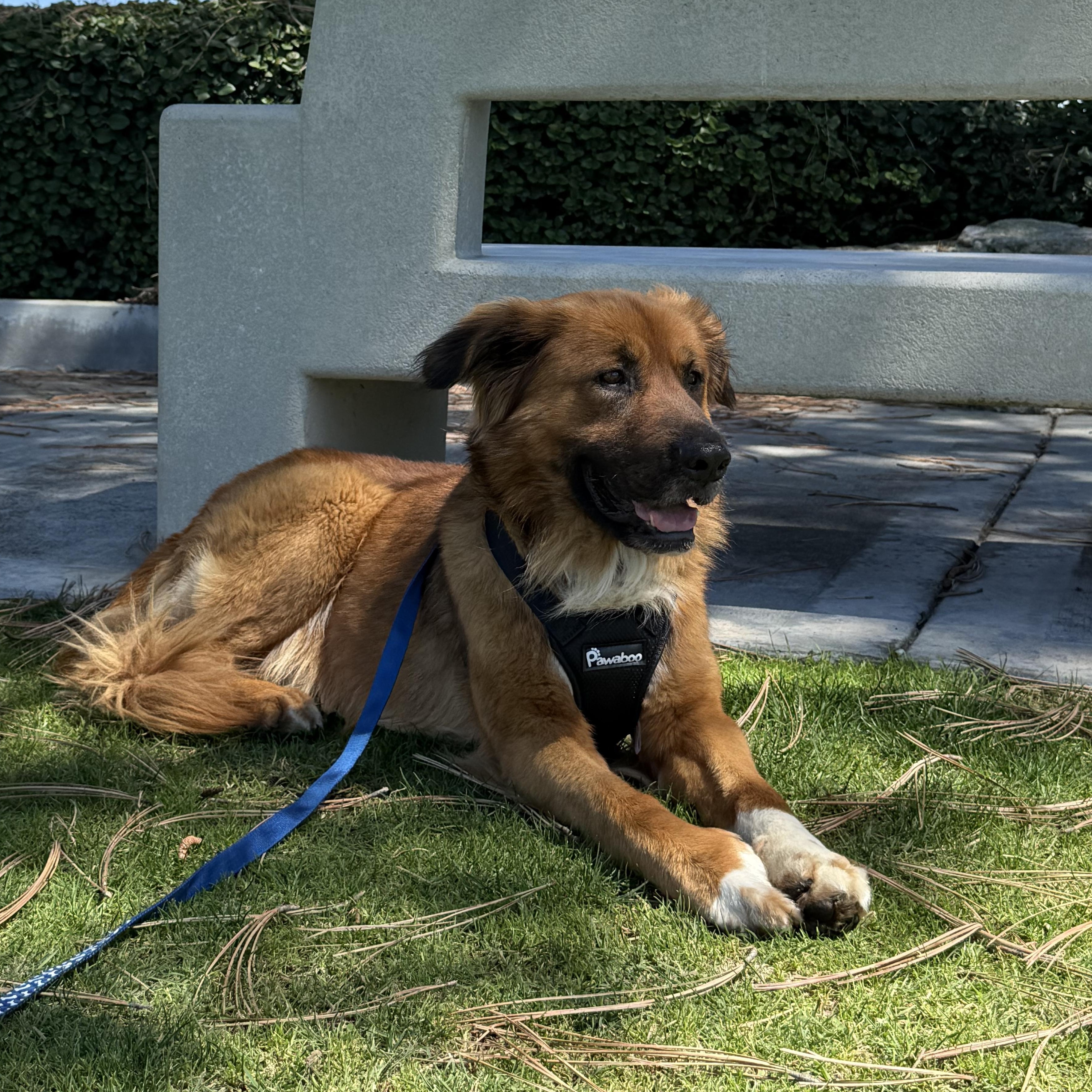 TOM!, a ADOPTABLE mixed breed in Trabuco Canyon, CA image 5/6