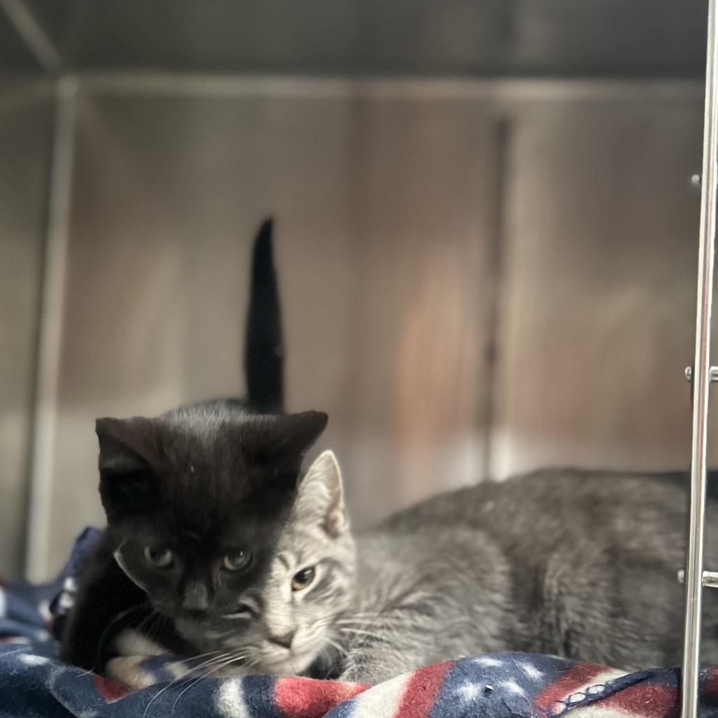 Enlarge Henry, a Adoptable Domestic Short Hair in Manheim, PA image 3/5
