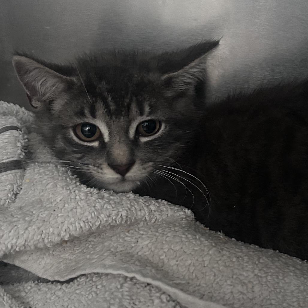 Enlarge Henry, a Adoptable Domestic Short Hair in Manheim, PA image 4/5