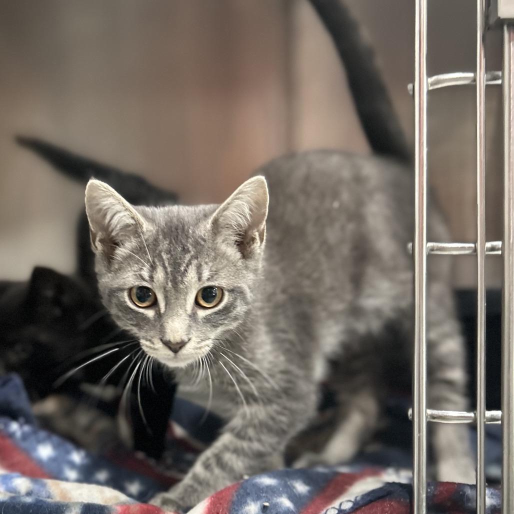 Enlarge Henry, a Adoptable Domestic Short Hair in Manheim, PA image 5/5