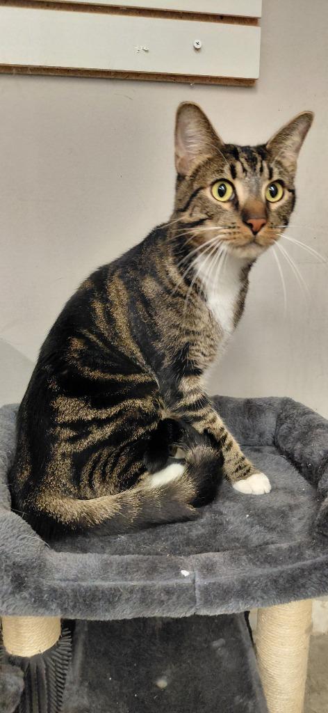 Milo, Adoptable, Adult Male Domestic Short Hair.