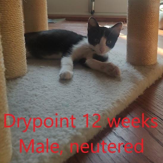 Enlarge Drypoint, a Adoptable Domestic Short Hair in Chicago, IL image 1/1