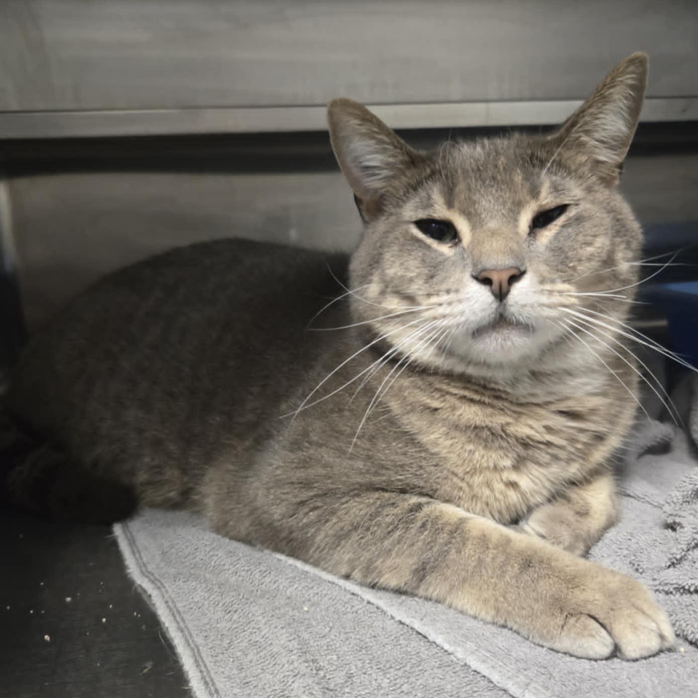 Petco Adoptable Cats: Find Your Perfect Furry Friend Today