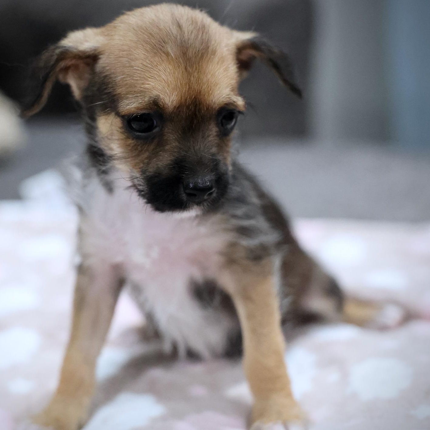 Enlarge Lior, an adoptable mixed breed in Palatine, IL image 4/4