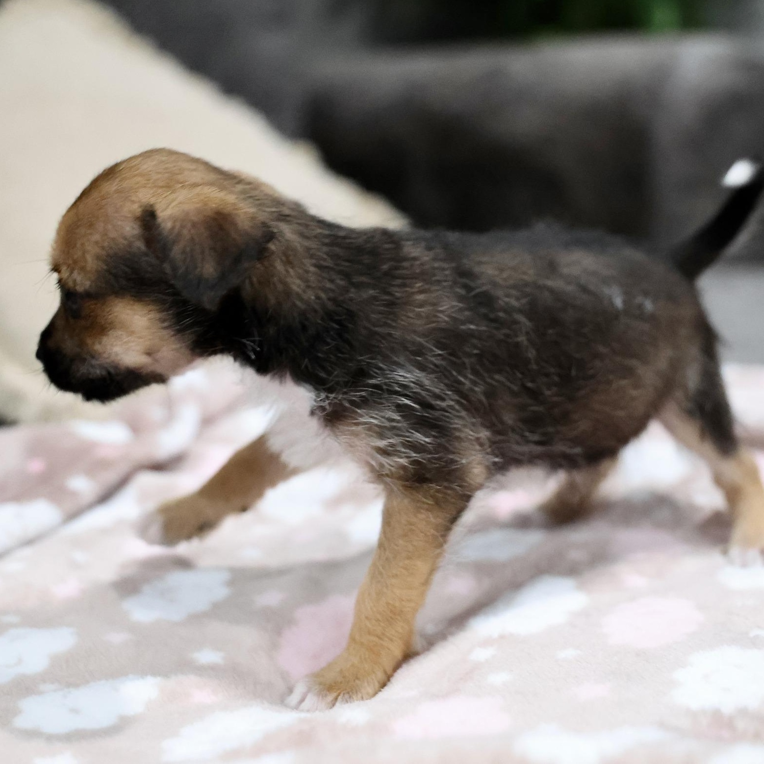 Enlarge Lior, an adoptable mixed breed in Palatine, IL image 2/4