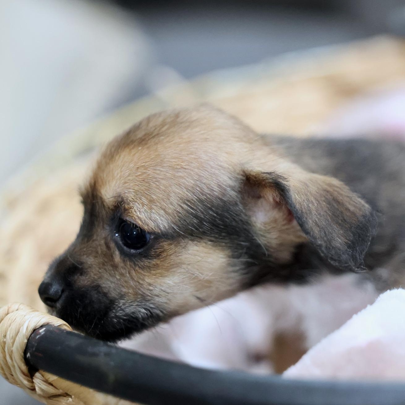 Enlarge Lior, an adoptable mixed breed in Palatine, IL image 3/4
