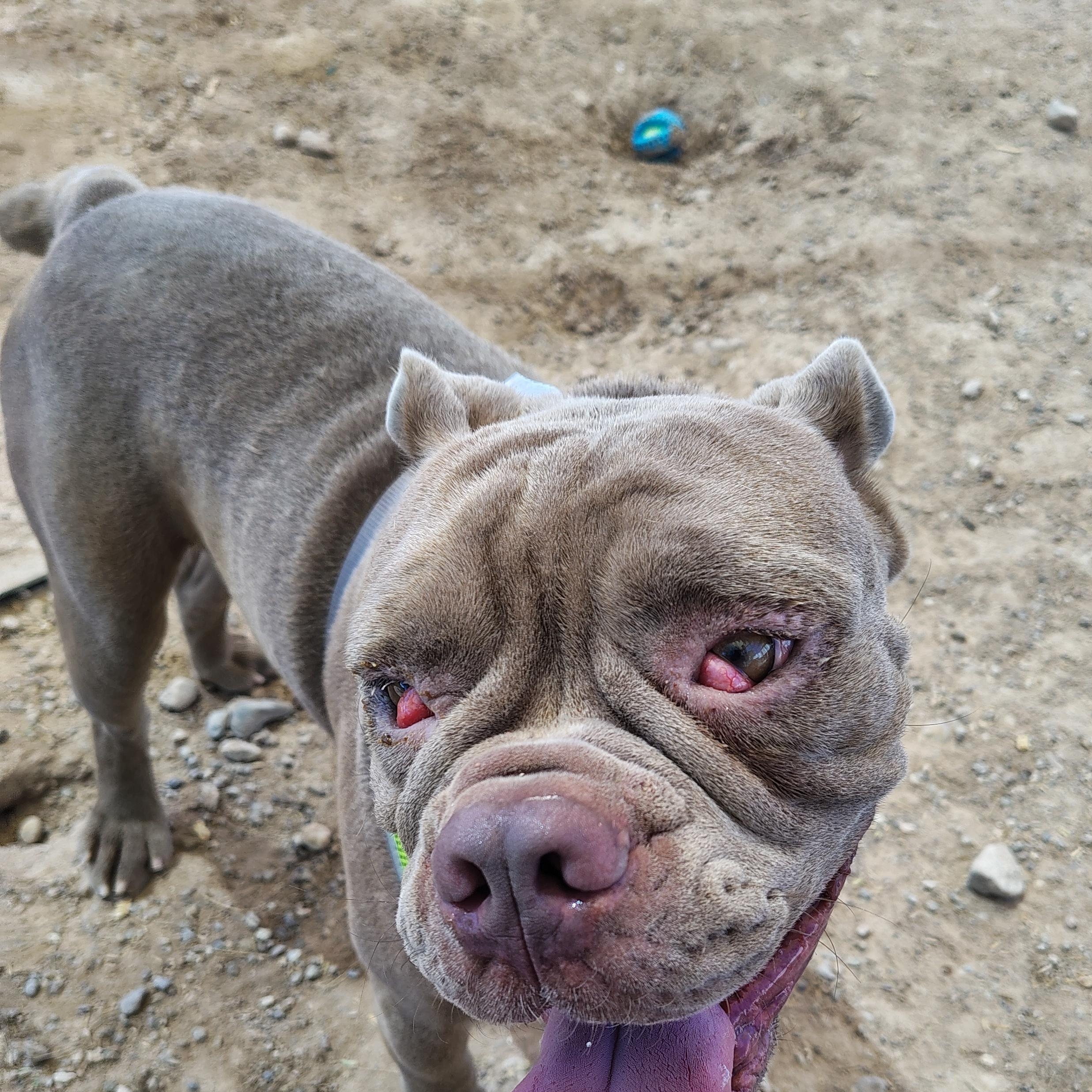 Enlarge Cookie, a Adoptable American Bulldog in Parker, AZ image 2/2