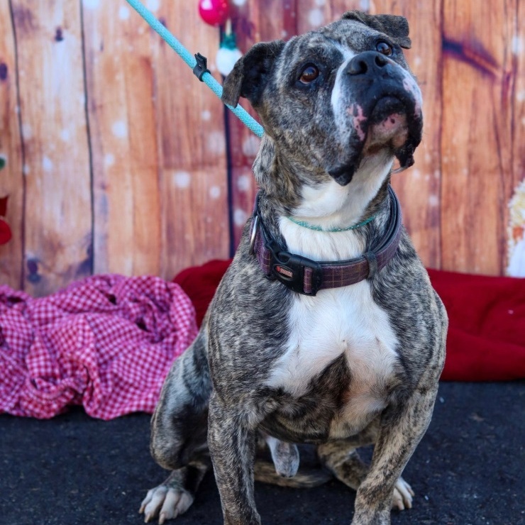 Enlarge Gus, a Adoptable mixed breed in Fleetwood, PA image 3/6