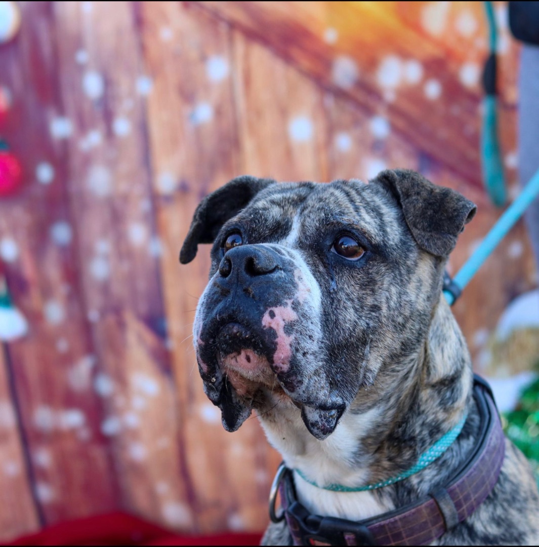 Enlarge Gus, a Adoptable mixed breed in Fleetwood, PA image 5/6