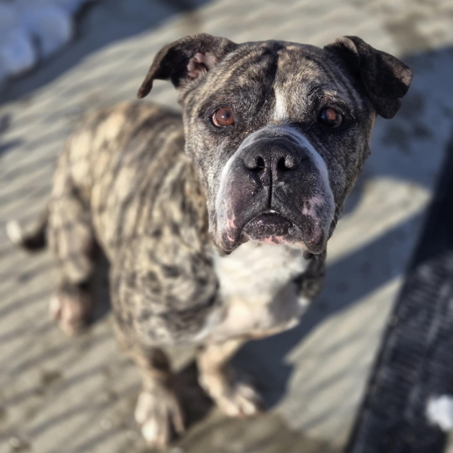 Gus, Adoptable, Senior Male Boxer & Terrier.