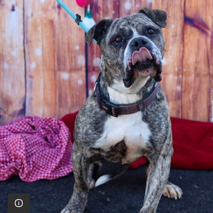 Enlarge Gus, a Adoptable mixed breed in Fleetwood, PA image 6/6