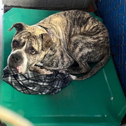 Enlarge Gus, a Adoptable mixed breed in Fleetwood, PA image 4/6