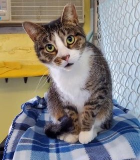 Adrienne, a Adoptable Domestic Short Hair in Freeport, NY image 3/6