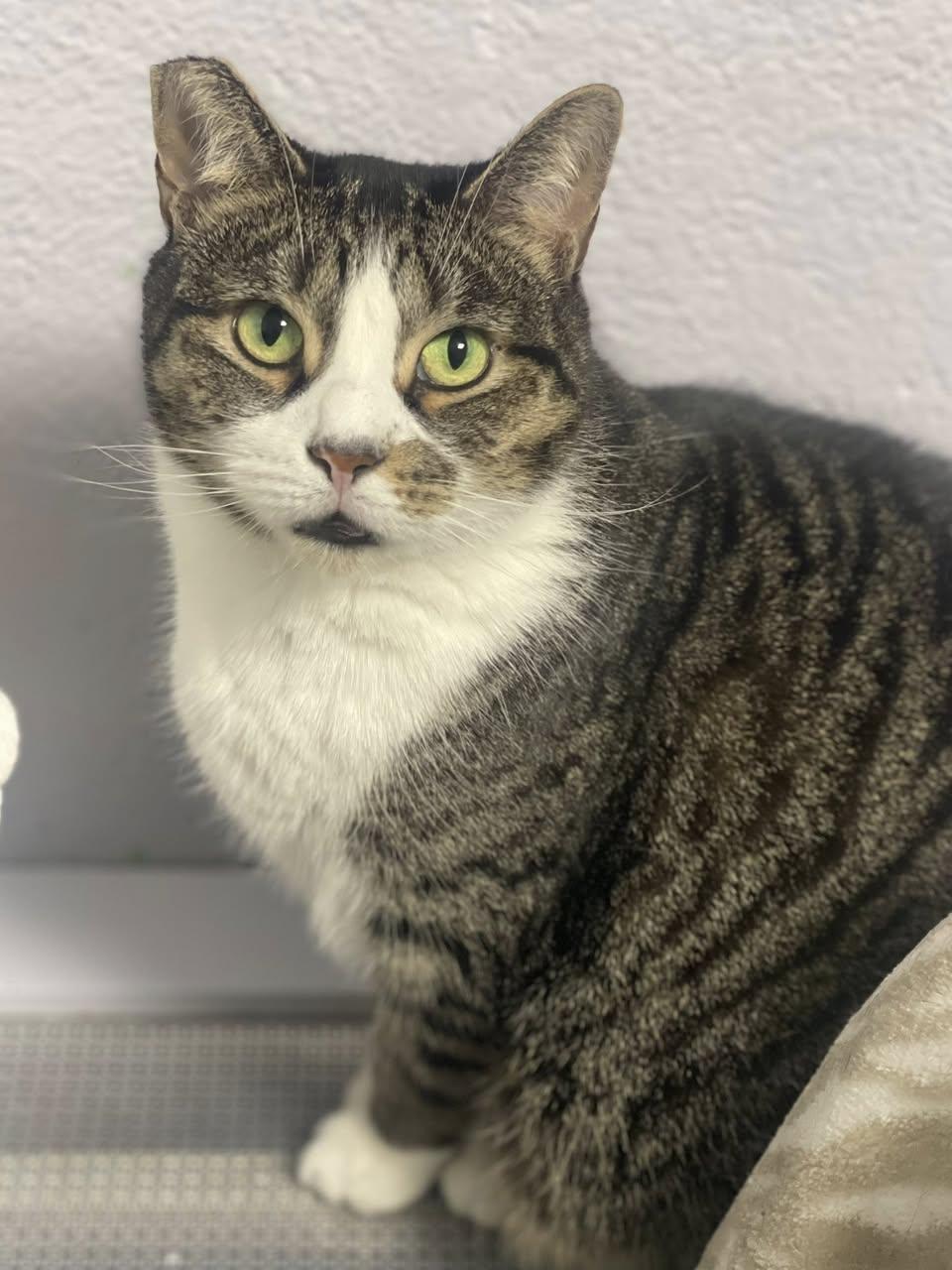 Enlarge Adrienne, a Adoptable Domestic Short Hair in Freeport, NY image 4/6