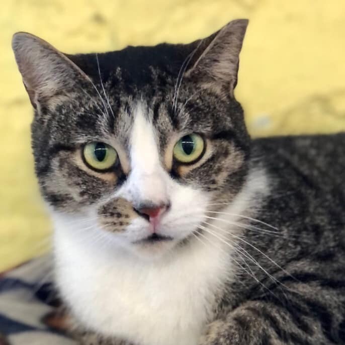 Adrienne, a Adoptable Domestic Short Hair in Freeport, NY image 2/6