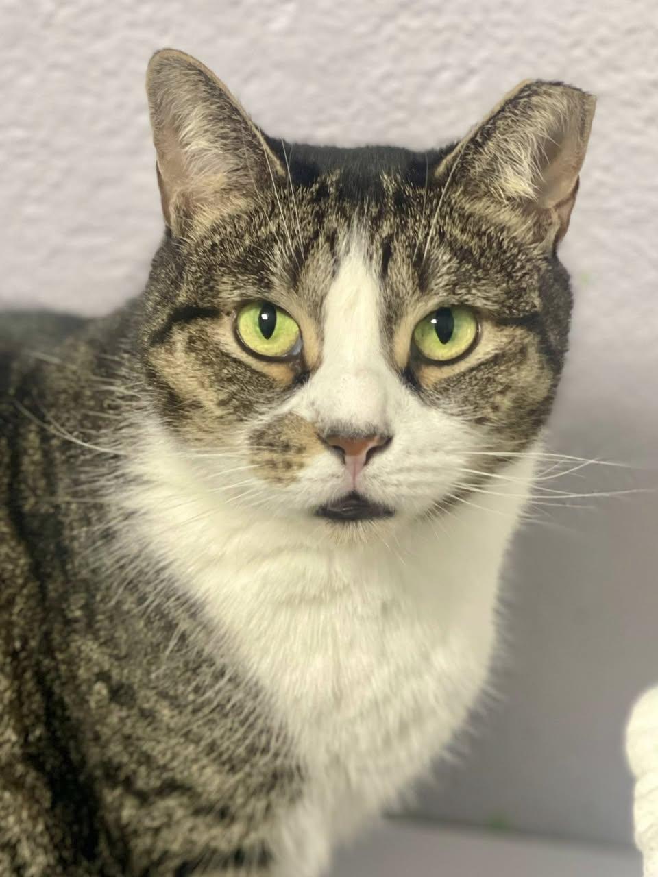 Adrienne, Adoptable, Adult Male Domestic Short Hair.