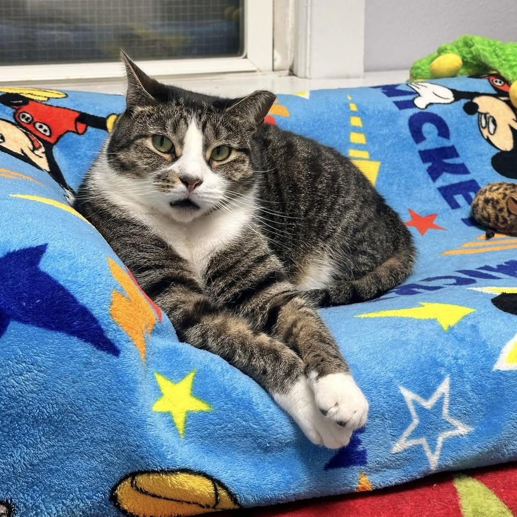 Adrienne, Adoptable, Adult Male Domestic Short Hair.