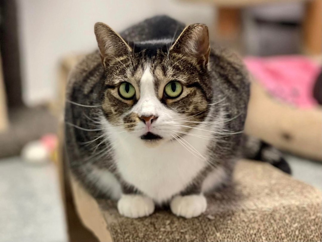 Adrienne, a Adoptable Domestic Short Hair in Freeport, NY image 5/6