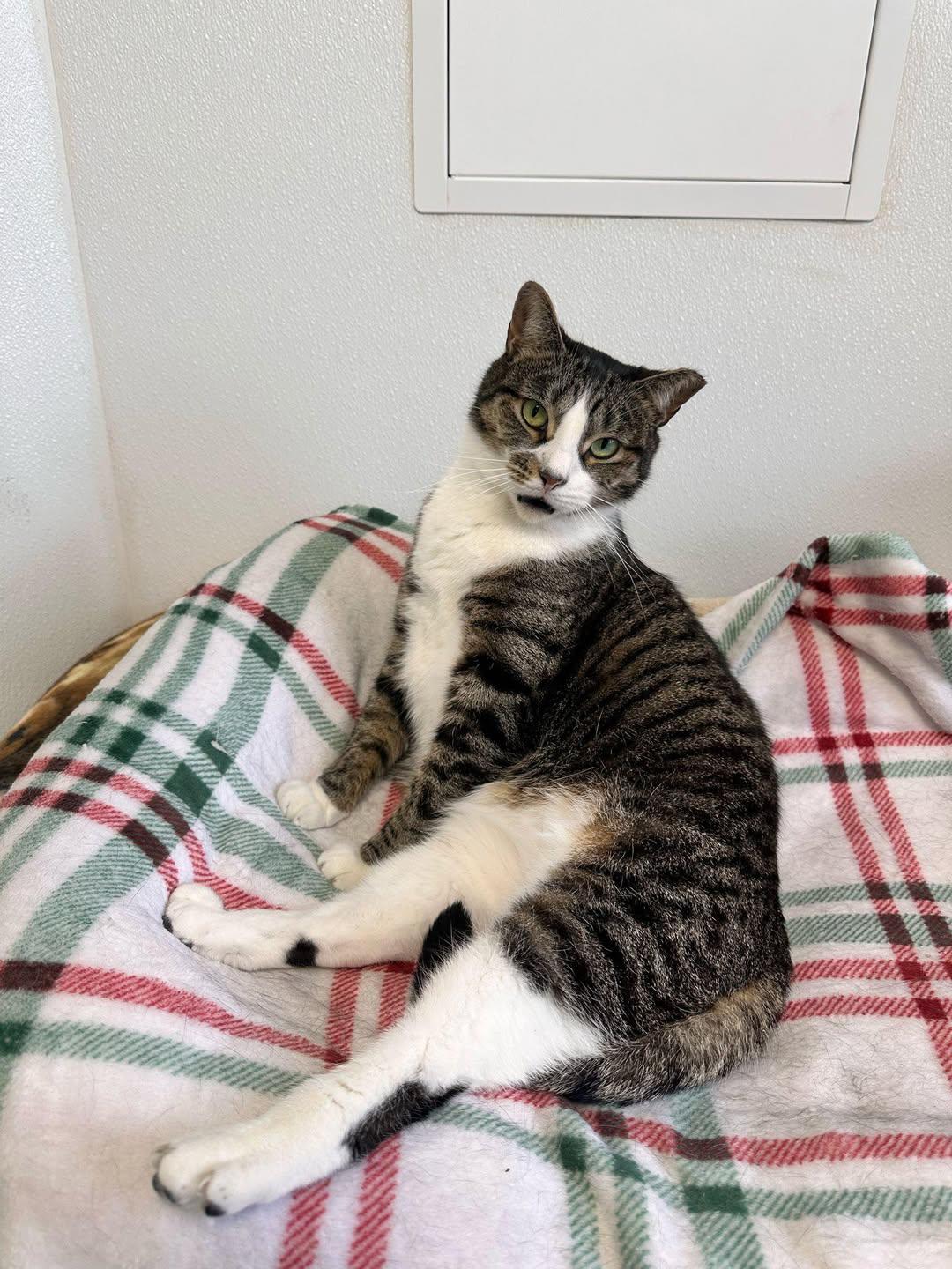 Adrienne, a Adoptable Domestic Short Hair in Freeport, NY image 4/6