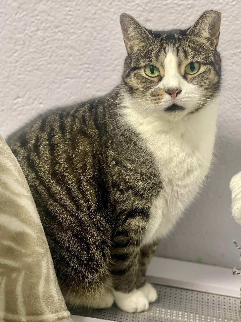 Enlarge Adrienne, a Adoptable Domestic Short Hair in Freeport, NY image 6/6