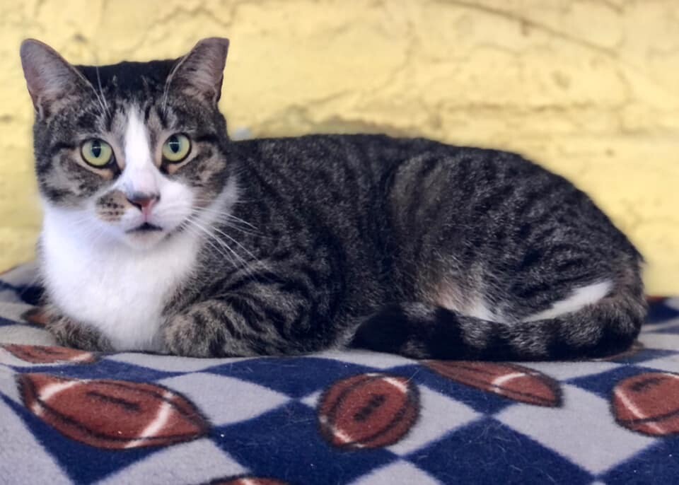 Adrienne, a Adoptable Domestic Short Hair in Freeport, NY image 6/6