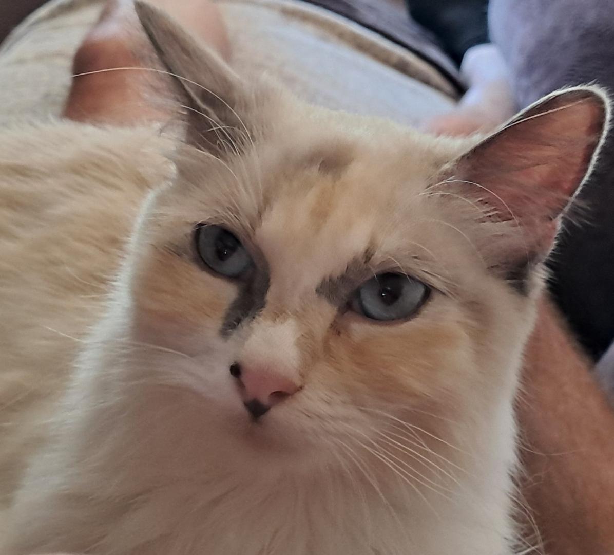 Stella, Adopted, Adult Female Domestic Long Hair.