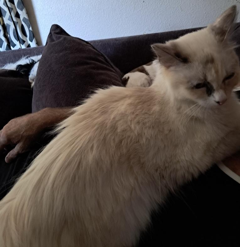 Stella, a Adopted Domestic Long Hair in Kalama, WA image 2/3